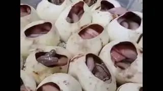 Yılanların Yumurtadan Çıkış Anı -  Bir Yumurta İki Yılan