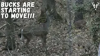 NOVEMBER deer movement in MISSISSIPPI!| Public land hunting is just TOUGH!!