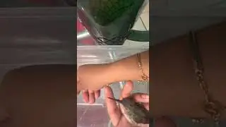 Alimentando a un colibrí lastimado