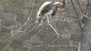 Спасение кошки в центре Баку
