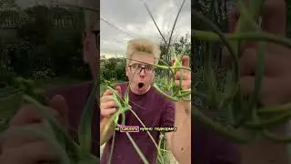Чем подкормить чеснок, чтобы была крупная головка 