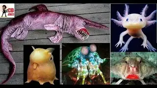Top 5 strange animals you don't know about