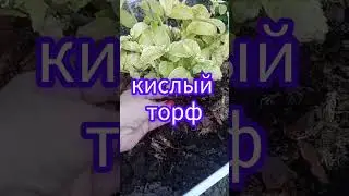 Удобряю гортензию. #гортензии #гортензия #дача #сад  #огород #цветы #здоровье #красота #любовь