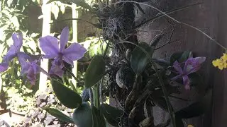 GANHEI MAIS DE 50 ORQUÍDEAS😱| COMO FICOU NOSSA ÁREA 🙌