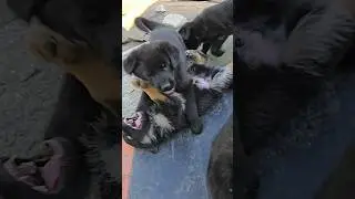 💥УМНЫЕ ГЛАЗКИ🐾Щенки Немецкой овчарки Одесса 2024