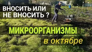 Что делать на огороде после уборки урожая?