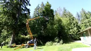 Trimming Trees with Man Lift