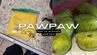 How to find and process Pawpaw fruit