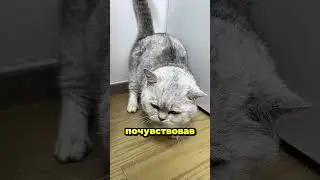 Everyone hates this cat 🥺 