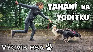 JAK ODNAUČIT PSA TAHAT NA VODÍTKU | Výcvik psa