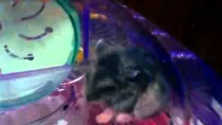 My hamster ate its own shit.