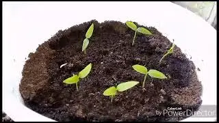 Моя рассада 🍅🌶️🍆 / Посеяла кинзу / Жизнь в селе.