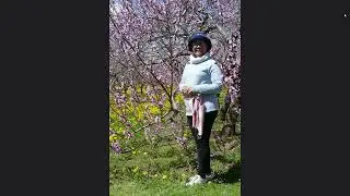 The peach tree blossoms near Wolfville, Nova Scotia