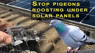 Stop pigeons nesting under solar panels - 2 methods