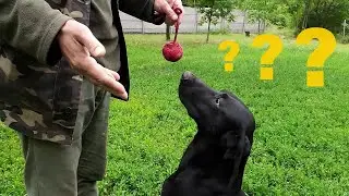 Курцхаар Бинго. Зачем собаке послушание?