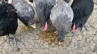 Watch As My Chickens Taste Test Flygrubs Dried Bsf Larvae!