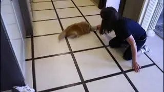 ШПИЦ(Любимое развлечение Джесси!!!))