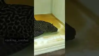 Pleco Fish Cleaning Glass | 