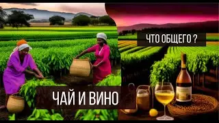 ВИНО И ЧАЙ. ЧТО ОБЩЕГО?