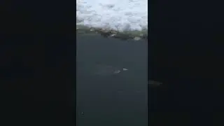 Карп в пруду зимой !!!