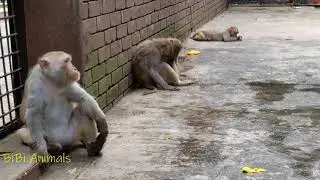 Smart BiBi helps dad || BiBi Monkey's Life