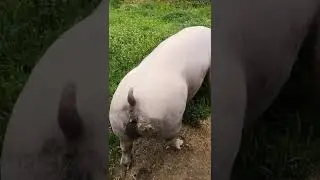 Свиньи разных пород.