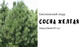 Сосна желтая в средней полосе. Морозостойкая.