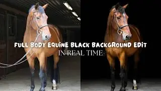 Full Body Equine Black Background Edit - NO TALKING