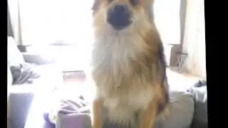 Kyra, 10 months old keeshond (2)