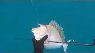 I almost died while spearfishing...