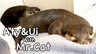 An otter that has learned to be pampered. [Otter life Day 651]