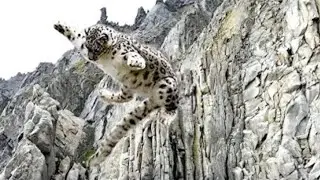 Снежный барс. Барс и добыча падают з высокой горы... И.......