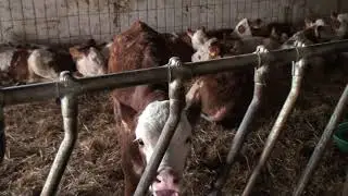 Vom Kalb zur Kuh, Betonieren, Umbau