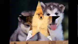 Собачки и щеночки))))