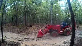 taking down the hickory tree