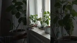 первый урожай дедушки Пантелея