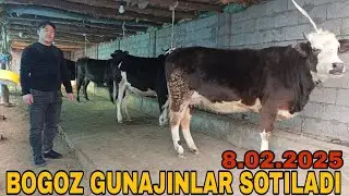 BOGOZ GUNAJINLAR SOTILADI ☎️902052128 февраля 2025 г. богоз гунажинлар сотилади