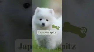 Popular Japanese Dog Breeds