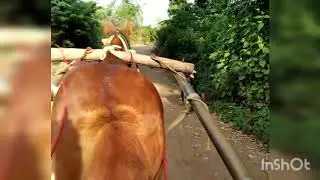 #Horse