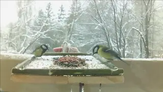 Bird feederwatch cam. Russia