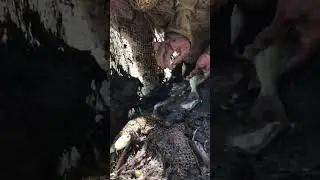 Amazing job to gat fish 