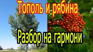 Тополь и рябина // разбор на гармони
