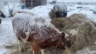 Содержание телят на улице в морозы. Нужен ли тёплый сарай?