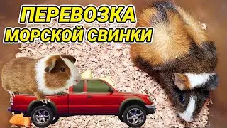 Как перевозить морскую свинку. Перевозка морской свинки в поезде, в машине