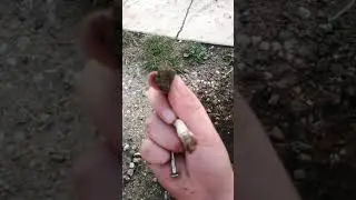 Kopaț Kamili otinek 1