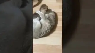 Смешные котики #смешныеживотные #cat #yourcat #милыеживотные #прикол #котята #кот