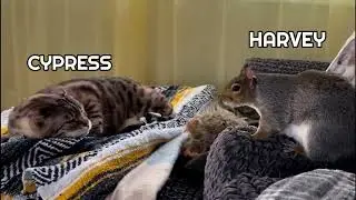 The Fastest Squirrel on Earth 🐿️🚀😿