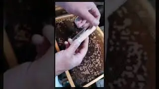 Какая у нас порода пчел? 