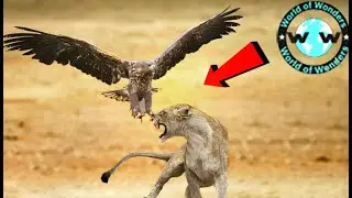OMG - Best Moment an Eagle Attacks on a Lion -  Who Win This Fight