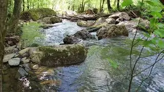 кукраук летом